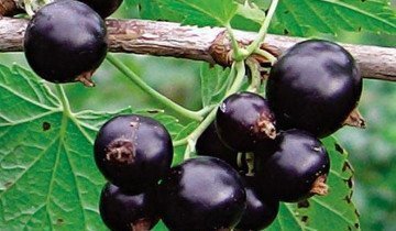 Смородина Изюмная, tomatoz.ru