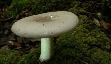 Фотография груздя подгузка, grib-bludo.ru